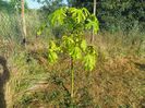 brachychiton acerifolius