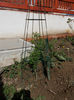 salcam ornamental galben