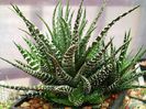 Haworthia fasciata "big band"