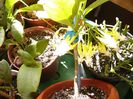 Hoya Multiflora