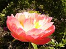 Paeonia Coral Sunset