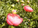 Paeonia Coral charme