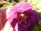 Rosa Rapsody in blue