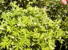 Paeonia itoh Bartzela