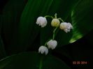 DSC03030