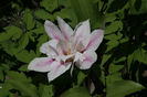 Clematis Andromeda