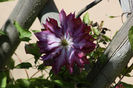 Clematis Kaen