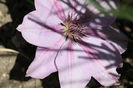 Clematis Monika