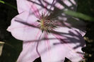 Clematis Monika