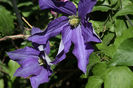 Clematis Rhapsody