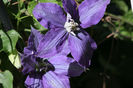 Clematis Rhapsody