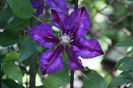 Clematis Julka