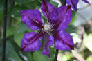 Clematis Julka