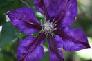 Clematis Julka