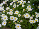 Bellis perennis (2014, April 30)