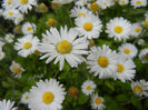 Bellis perennis (2014, April 30)