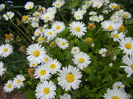 Bellis perennis (2014, April 30)
