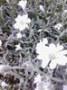 cerastium
