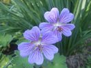 Geranium Terre Franche