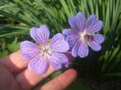 Geranium Terre Franche