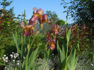 DSCN1735_044