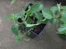 DSCN8369 oregano Ileanap