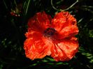 DSCN8420