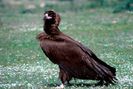 Vulturul negru