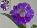 Sinningia Luci s Spots on Ametist Bell