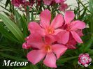 Meteor
