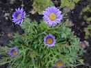 ASTER ALPINUS / OCHIUL BOULUI DE MUNTE
