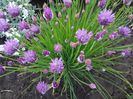 ALLIUM SCHOENOPRASUM-CEAPĂ DE APĂ