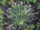 ANACYCLUS PRYRETHRUM - MARGARETĂ DE MUNTE
