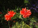 DSC00249