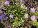 ASTER ALPINUS / OCHIUL BOULUI DE MUNTE