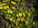 Delosperma - Floare de cristal