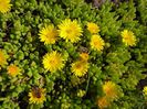 Delosperma - Floare de cristal