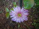 Clematita Kaiser