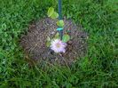 Clematita Kaiser