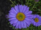 ASTER ALPINUS / OCHIUL BOULUI DE MUNTE