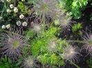 PULSATILLA VULGARIS  DEDIŢEL DE PĂDURE, FLOAREA PAŞTELUI