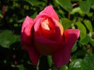 DSCN8426
