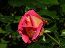 DSCN8427