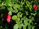 DSCN8435