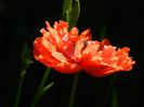 DSCN8439