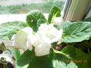 gloxinia