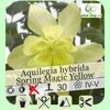 aquilegia-spring-magic