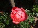 Coral Charm