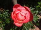 Coral Charm