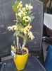 dendrobium